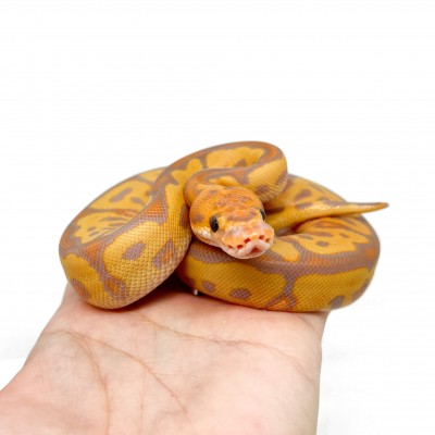 Python regius "Banana Clown" - Python royal