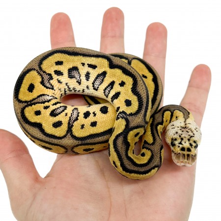 Python regius "Pastel Leopard Clown" - Python royal