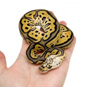 Python regius "Pastel...