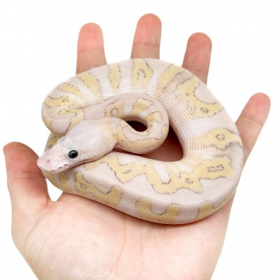 Python regius "Super Pastel Leopard" - Python royal