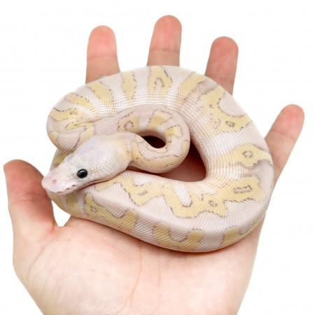 Python regius "Super Pastel Leopard" - Python royal