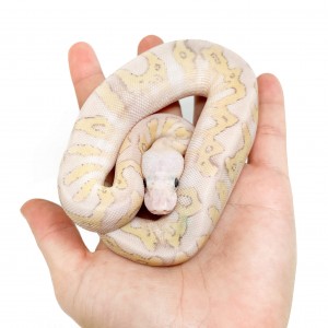 Python regius "Super Pastel...