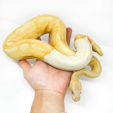 Python regius "Albinos Piebald" - Python royal