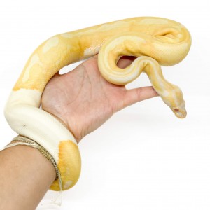 Python regius "Albinos...