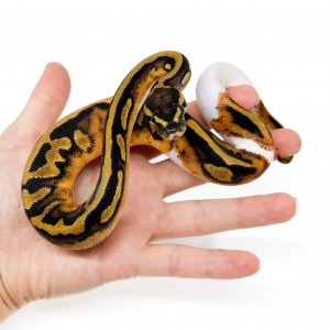 Python regius "Piebald" -...