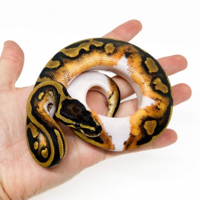 Python regius "Piebald" - Python royal