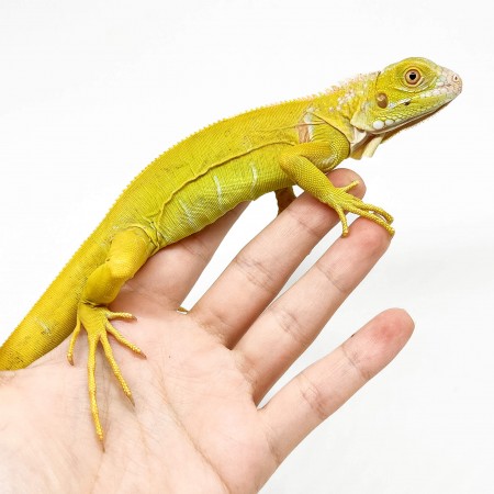 Iguana iguana "Albinos T-" - Iguane vert