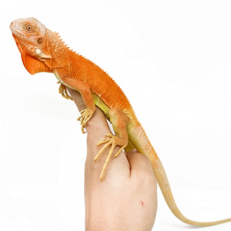 Iguana iguana "Red Supreme albinos" - Iguane vert