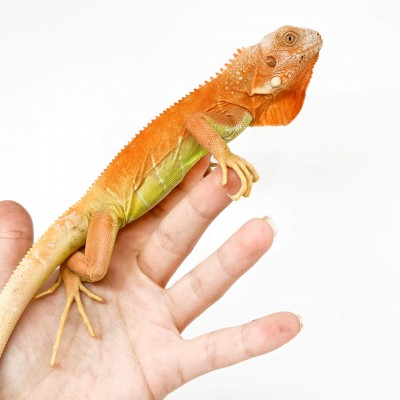 Iguana iguana "Red Supreme albinos" - Iguane vert