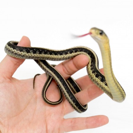 Thamnophis sirtalis - Serpent jarretière