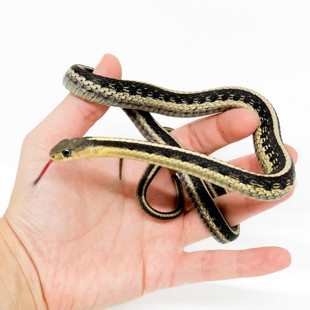 Thamnophis sirtalis - Serpent jarretière