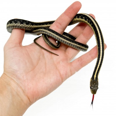 Thamnophis sirtalis - Serpent jarretière