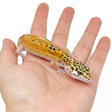 Eublepharis macularius "Tangerine" - Gecko léopard