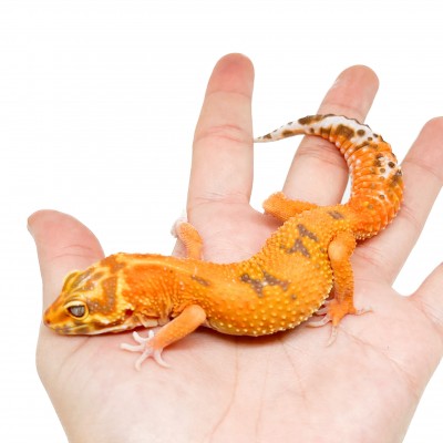 Eublepharis macularius "Hybino Tangerine" - Gecko léopard