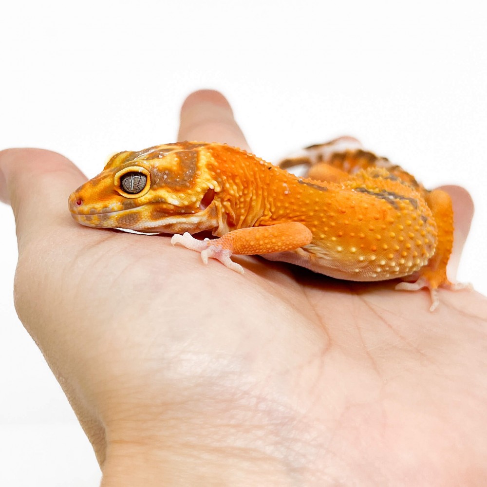 Eublepharis macularius "Hybino Tangerine" - Gecko léopard