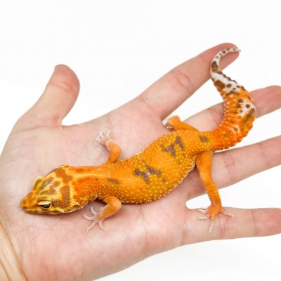 Eublepharis macularius "Hybino Tangerine" - Gecko léopard