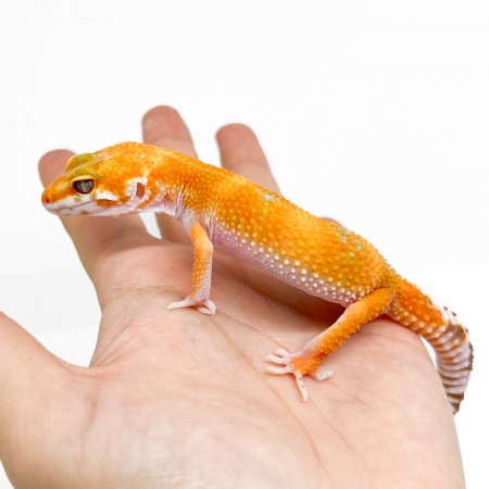 Eublepharis macularius "Tangerine Tremper" - Gecko léopard