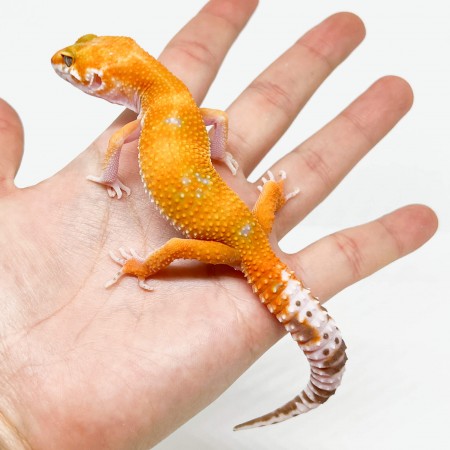 Eublepharis macularius "Tangerine Tremper" - Gecko léopard