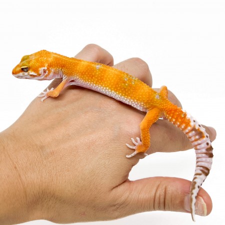 Eublepharis macularius "Tangerine Tremper" - Gecko léopard