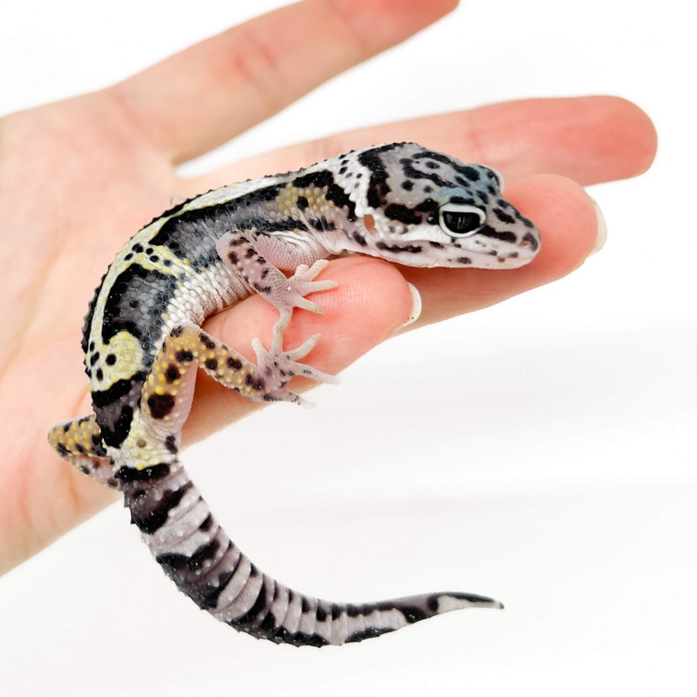 Eublepharis macularius "Mack snow" - Gecko léopard