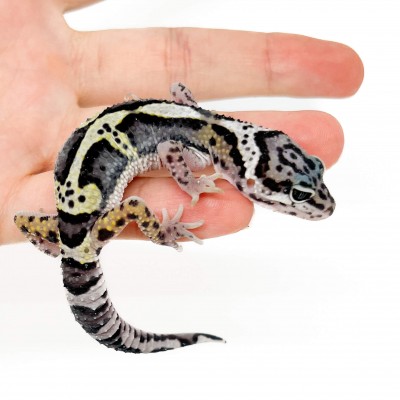 Eublepharis macularius "Mack snow" - Gecko léopard