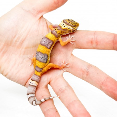 Eublepharis macularius "Bell albinos" - Gecko léopard