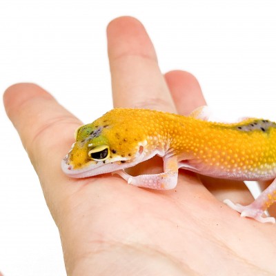 Eublepharis macularius "Eclipse" - Gecko léopard