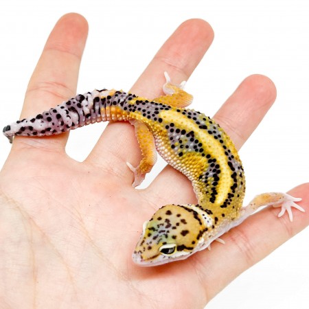 Eublepharis macularius "Stripe Eclipse" - Gecko léopard