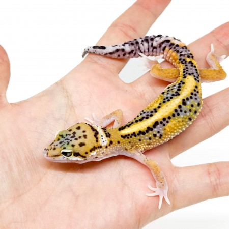 Eublepharis macularius "Stripe Eclipse" - Gecko léopard