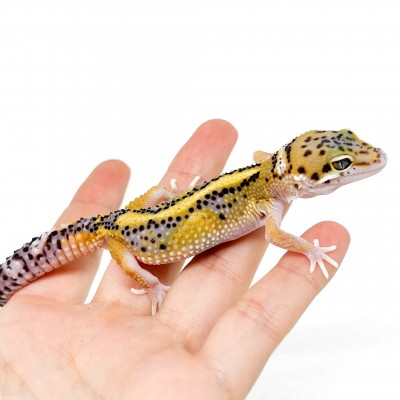 Eublepharis macularius "Stripe Eclipse" - Gecko léopard