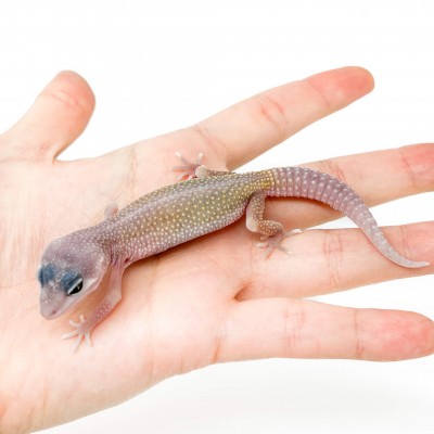 Eublepharis macularius "Blizzard" - Gecko léopard