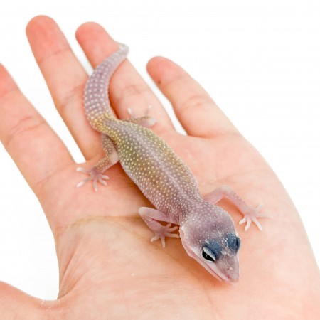 Eublepharis macularius "Blizzard" - Gecko léopard