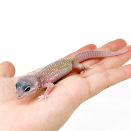 Eublepharis macularius "Blizzard" - Gecko léopard