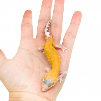 Eublepharis macularius "Raptor" - Gecko léopard