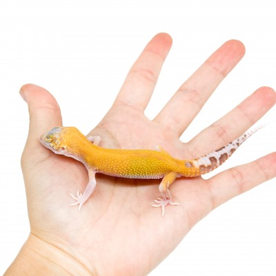 Eublepharis macularius "Raptor" - Gecko léopard