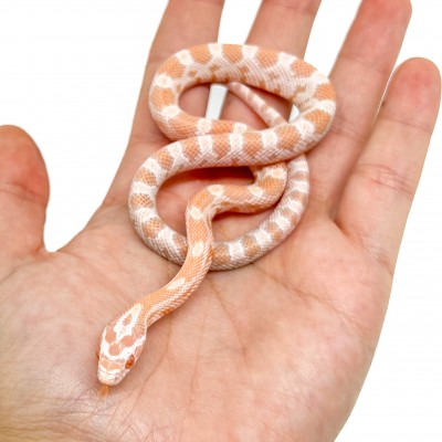 Pantherophis guttatus "Mandarin" - Serpent des blés