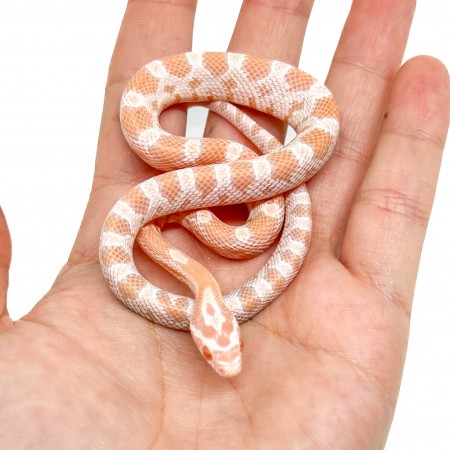 Pantherophis guttatus "Mandarin" - Serpent des blés