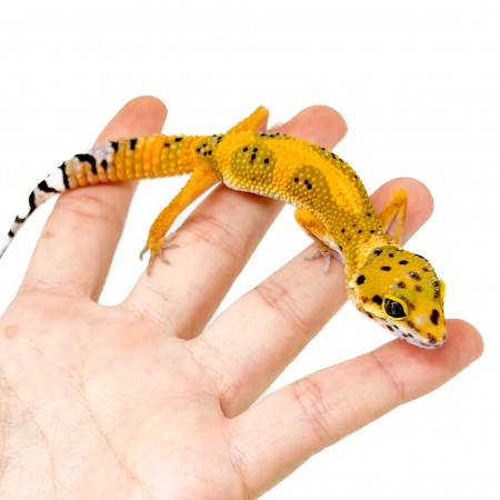 Eublepharis macularius "Hypo tangerine" - Gecko léopard