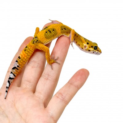 Eublepharis macularius "Hypo tangerine" - Gecko léopard