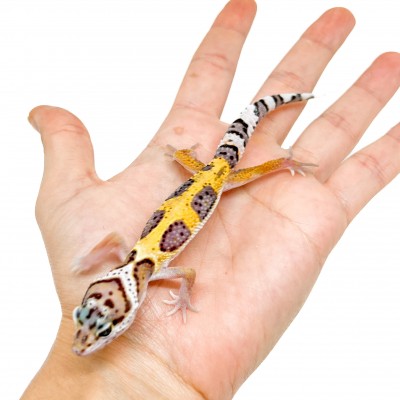 Eublepharis macularius "Hypo tangerine" - Gecko léopard