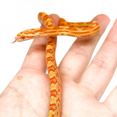 Pantherophis guttatus "Albinos Motley Buf" - Serpent des blés