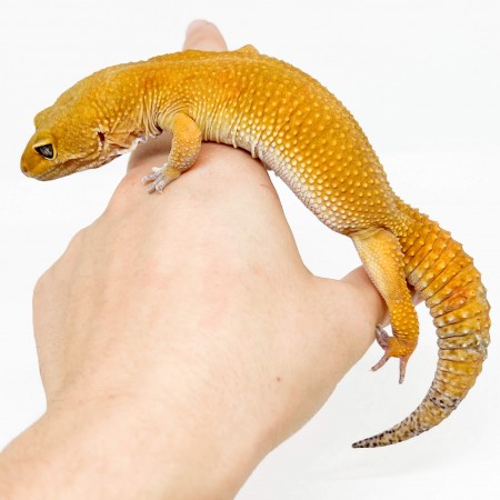 Eublepharis macularius "Super hypo tangerine" - Gecko léopard