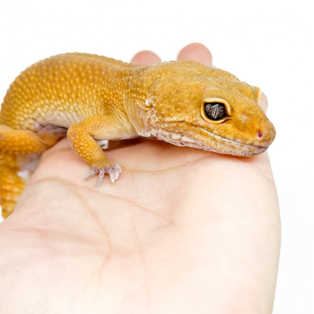 Eublepharis macularius "Super hypo tangerine" - Gecko léopard