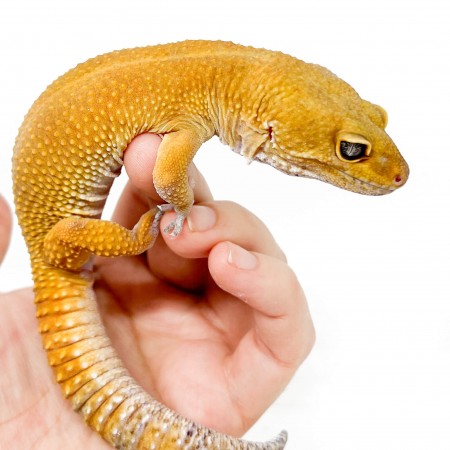 Eublepharis macularius "Super hypo tangerine" - Gecko léopard