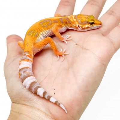 Eublepharis macularius "Orange Tremper albinos" - Gecko léopard