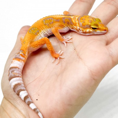 Eublepharis macularius "Orange Tremper albinos" - Gecko léopard