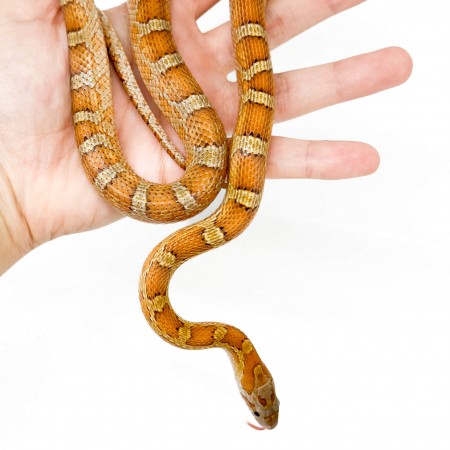 Pantherophis guttatus "Diffused" - Serpent des blés