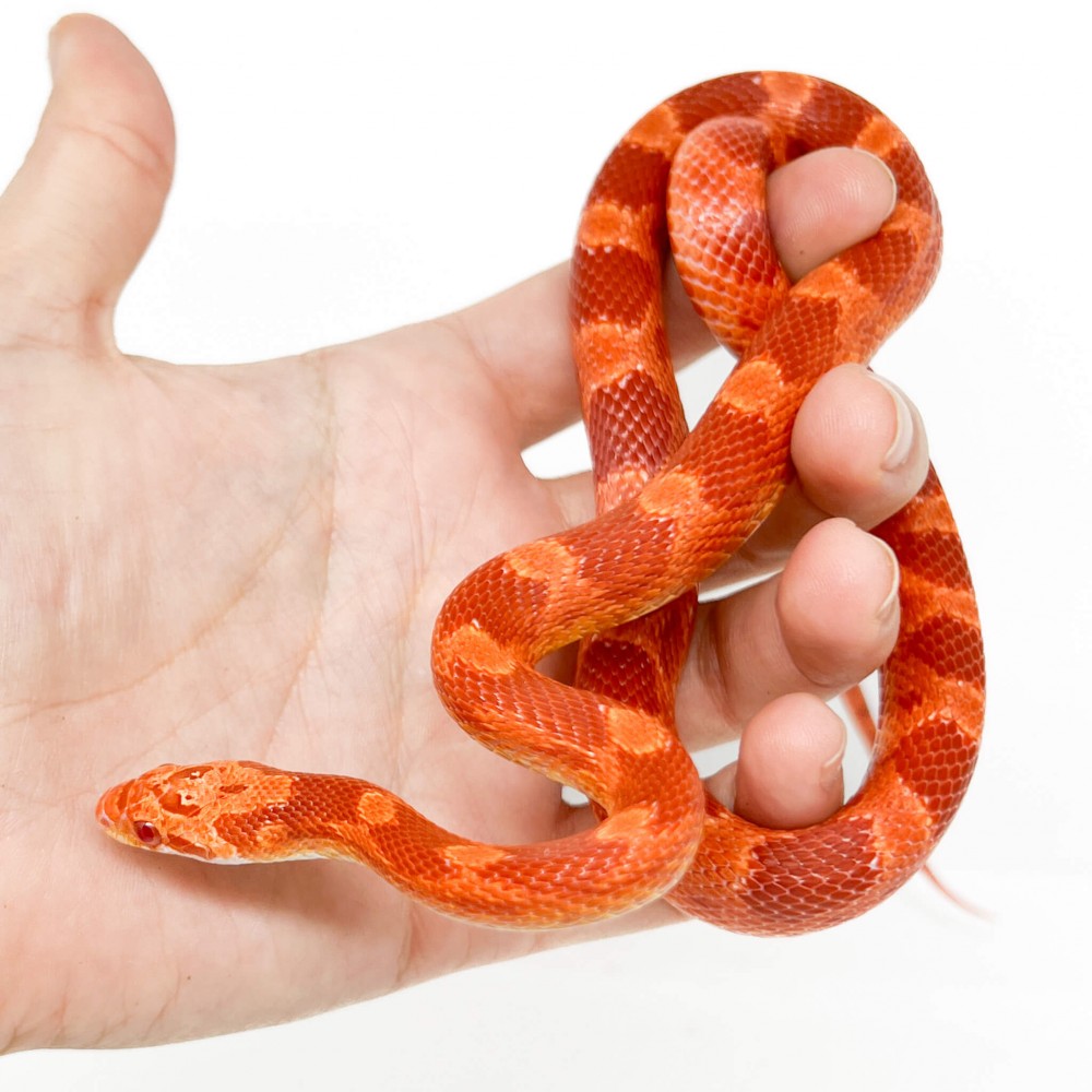 Pantherophis guttatus "Fire" - Serpent des blés