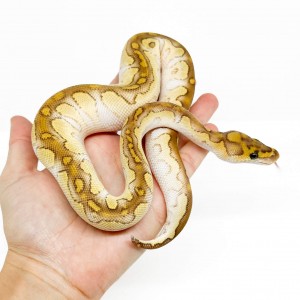 Python regius "Lesser...