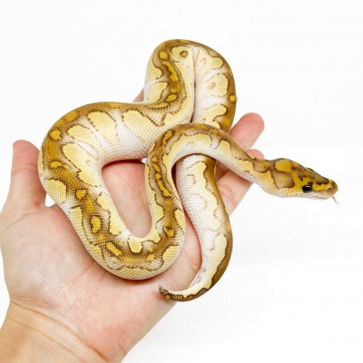 Python regius "Lesser Clown" - Python royal